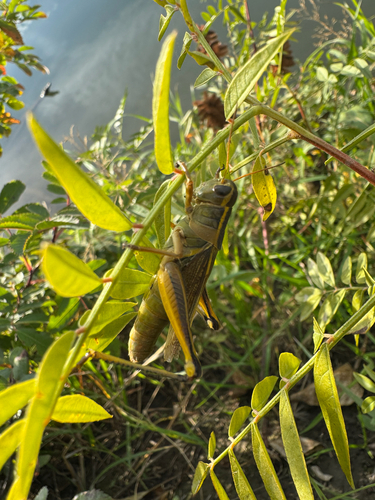 Two-striped Grasshopper