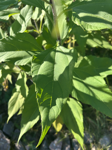 Jerusalem artichoke