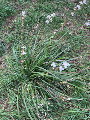 Libertia grandiflora observed 2026-09-24