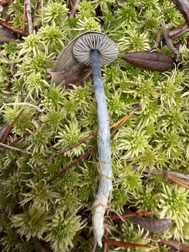 Entoloma trachyosporum