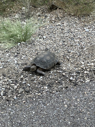 Sonoran Desert Tortoise