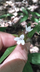 Yeatesia viridiflora