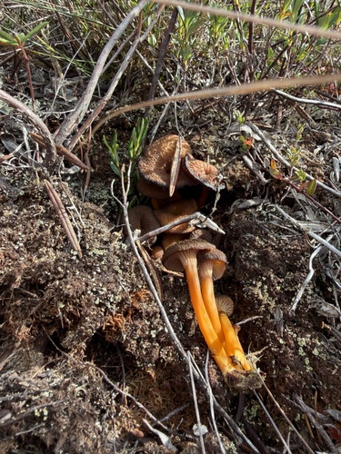 Craterellus subperforatus