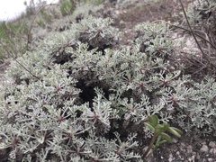 Artemisia hololeuca