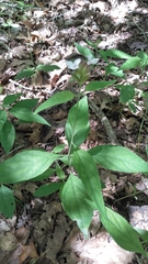 Yeatesia viridiflora