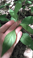 Yeatesia viridiflora