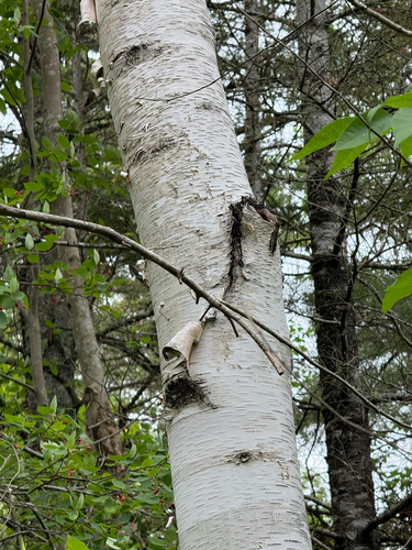 Betula papyrifera