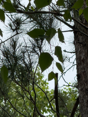 Betula papyrifera, photograph 3