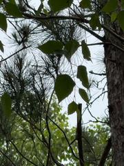 Betula papyrifera, photograph (c) Patrice Dupont, some rights reserved (CC BY)