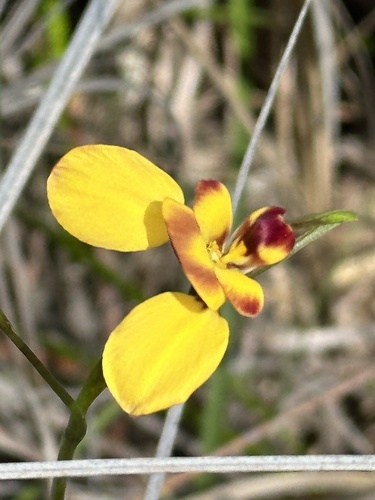 Wallflower orchid
