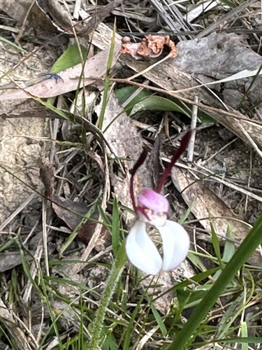 Rabbit Orchid