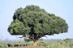 Alectryon oleifolius canescens