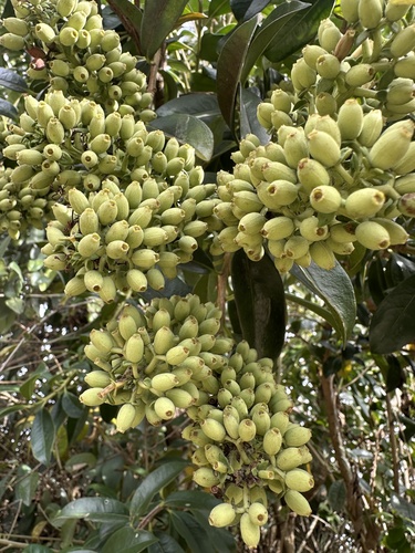 Gaiadendron punctatum