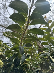 Gaiadendron punctatum, photograph (c) Nicolás Baresch Uribe, some rights reserved (CC BY)