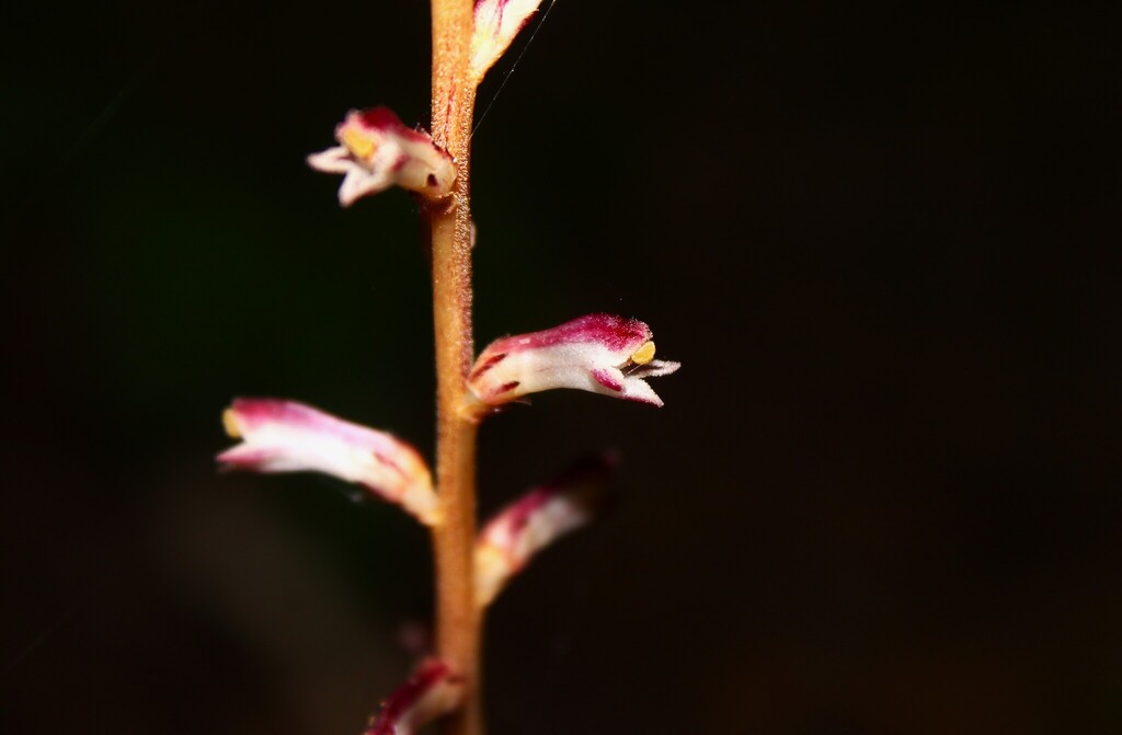 Epifagus virginiana; photograph (c) Dominic, some rights reserved (CC BY)