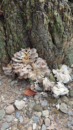 hen of the woods