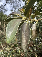 Gaiadendron punctatum, photograph (c) Nicolás Baresch Uribe, some rights reserved (CC BY)