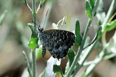 Theclinesthes serpentata serpentata