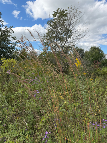 Indiangrass