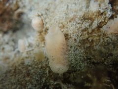 Amphilectus fucorum