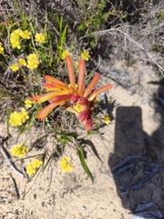 Anigozanthos humilis