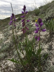Polygala cretacea