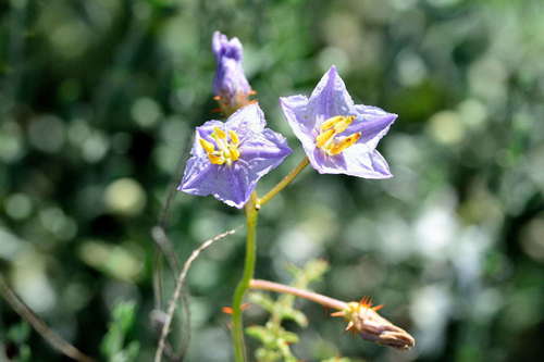 Image of Solanum lacunarium by (c) Chris Lindorff, some rights reserved (CC BY)