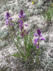 Polygala cretacea