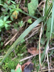 Agrostis perennans, photograph (c) Senna Bryce Robeson, some rights reserved (CC BY)