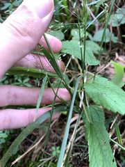 Agrostis perennans, photograph (c) Senna Bryce Robeson, some rights reserved (CC BY)
