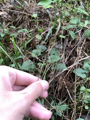Agrostis perennans