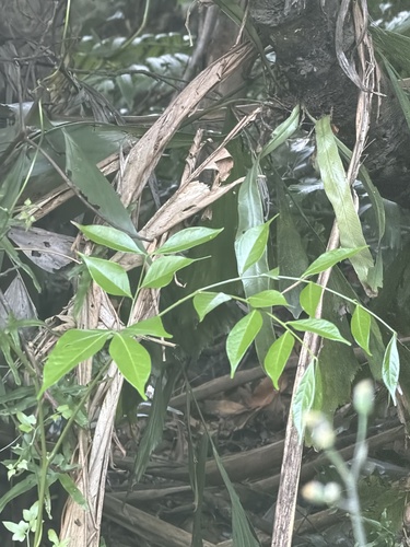 Archidendron lucidum observed 2026-09-24