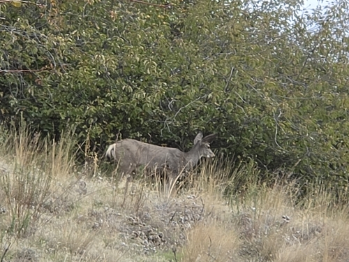 Rocky Mountain Mule Deer
