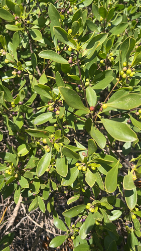 Myoporum boninense, photograph 1