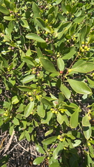 Myoporum boninense