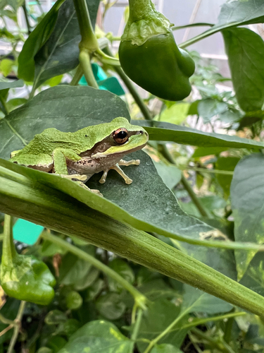 Pacific chorus frog