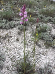 Polygala cretacea