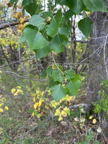 Eastern Cottonwood