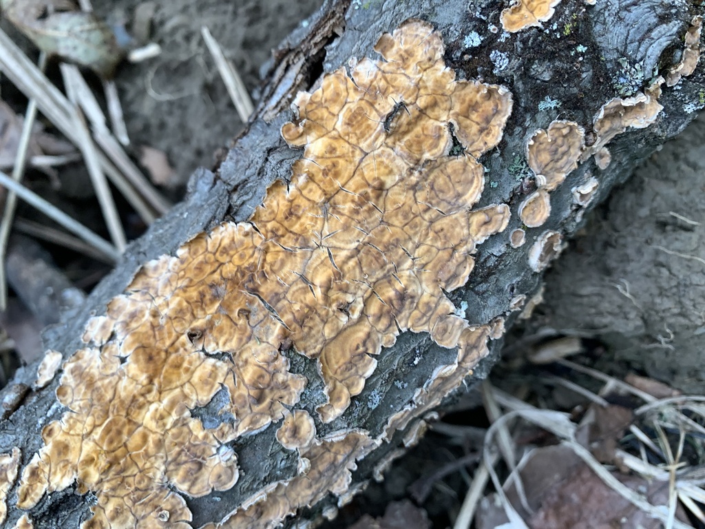 crowded parchment · September 2026 · photo: Photo: (c) Senna Bryce Robeson, some rights reserved (CC BY) · iNaturalist