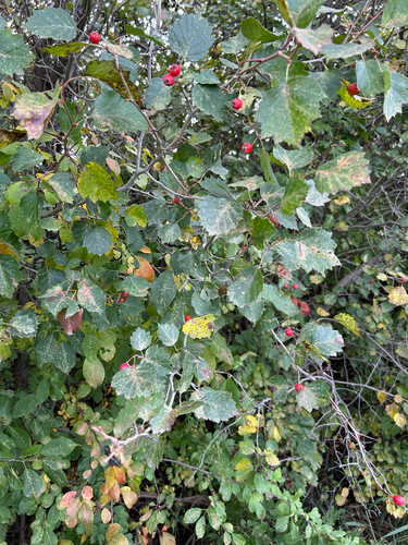 fireberry hawthorn