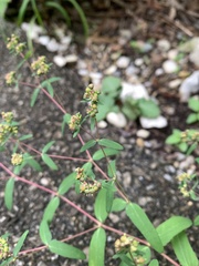 Euphorbia nutans