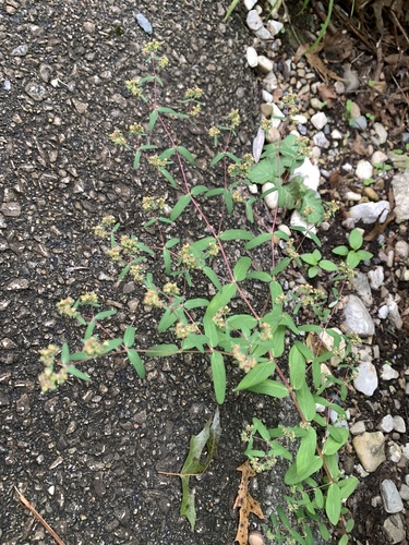 Euphorbia nutans, photograph 2