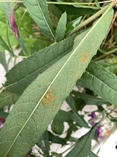 Coleosporium vernoniae, 2026-09-23