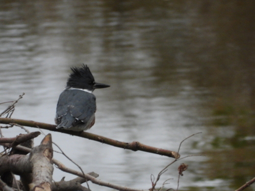 Belted Kingfisher