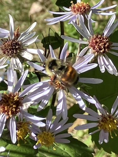 Tricolored Bumble Bee