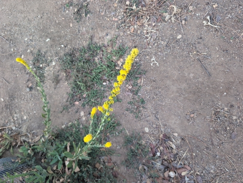 velvety goldenrod