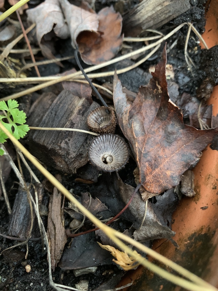 fluted bird's nest fungus · September 2026 · photo: Photo: (c) Senna Bryce Robeson, some rights reserved (CC BY) · iNaturalist