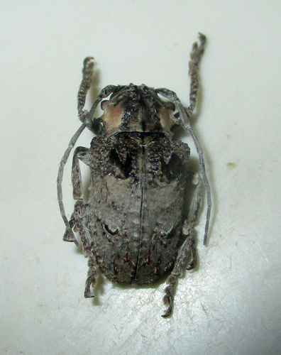 Tetradia lophoptera