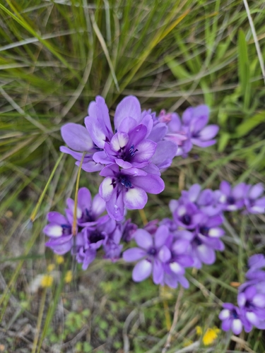 Baboon Flower