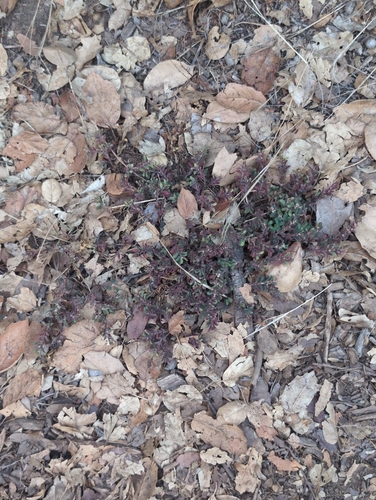 Spotted spurge